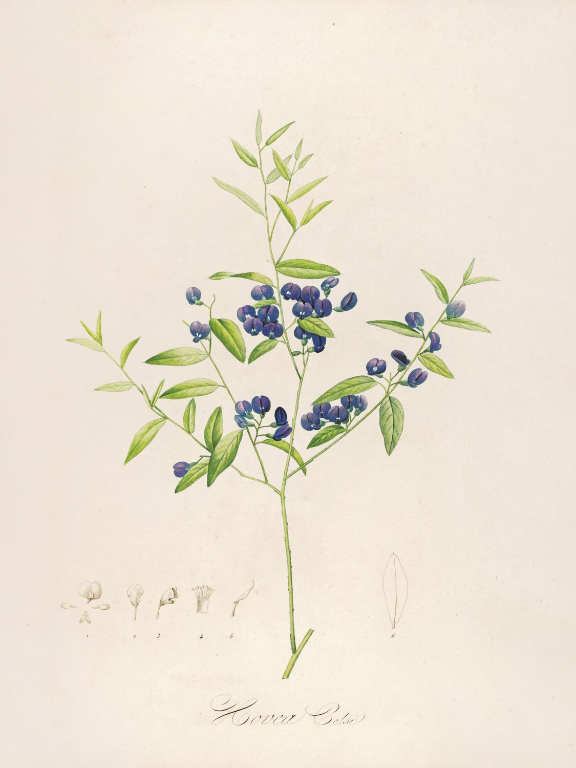 Hovea celsi – botaniczna ilustracja rośliny | plakat vintage