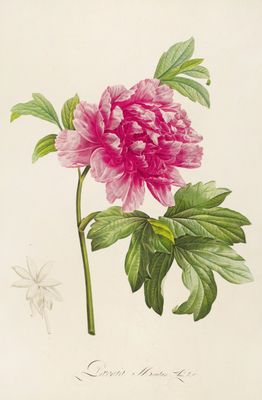 Piwonia (Paeonia Moutan) – botaniczny plakat vintage z różowym kwiatem
