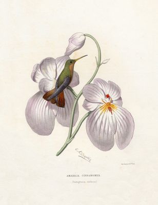Koliber Amazilia cinnamomea – plakat botaniczny z orchideą