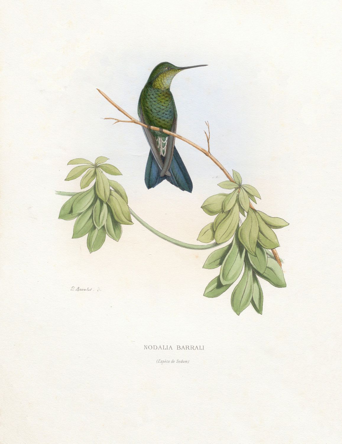 Koliber Nodalia Barrali – botaniczny plakat vintage