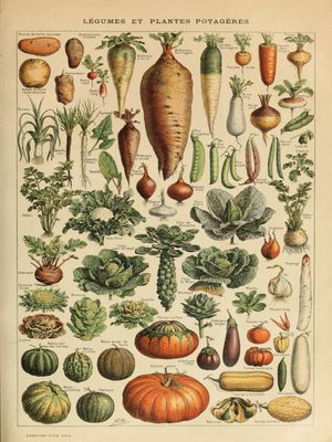 Plakat Warzywa Vintage – Ilustracja Botaniczna Warzyw | Retro Atlas Roślin | Dekoracja Kuchni