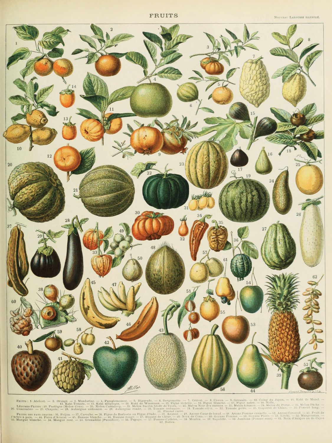 Plakat Owoce Vintage – Botaniczna Ilustracja Owoców | Retro Atlas Przyrodniczy | Dekoracja Kuchni