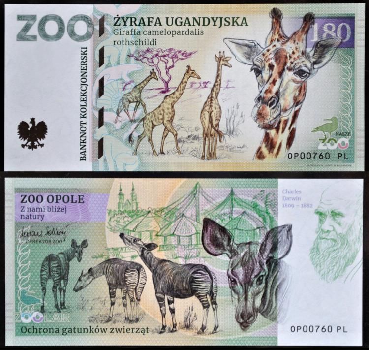 180 - Żyrafa ugandyjska - ZOO Opole (2022)