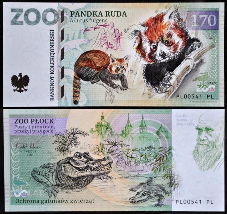 170 - Pandka ruda - ZOO Płock (2023)