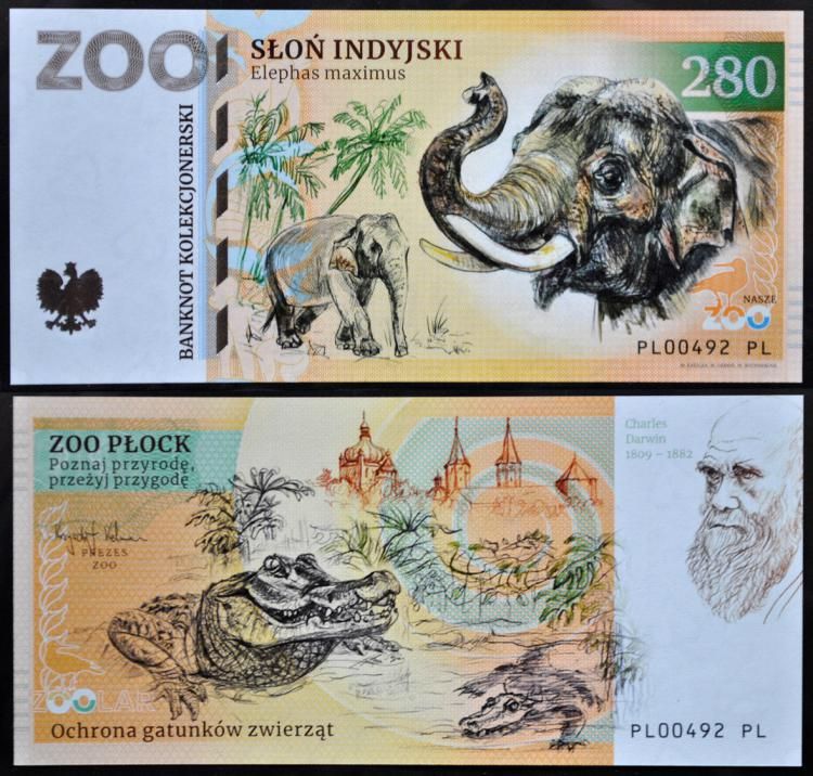 280 - Słoń indyjski - ZOO Płock (2023)