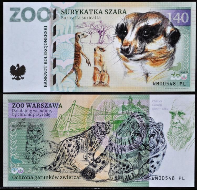 140 - Surykatka szara - ZOO Warszawa (2023)