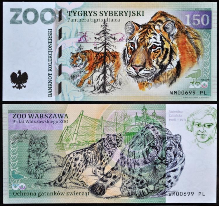150 - Tygrys syberyjski - ZOO Warszawa (2023)