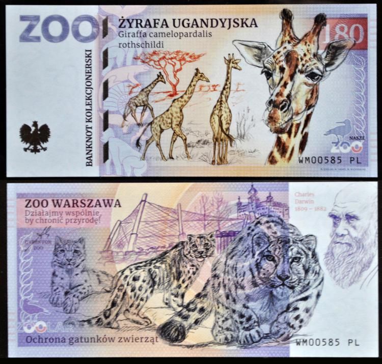 180 - Żyrafa ugandyjska - ZOO Warszawa (2023)