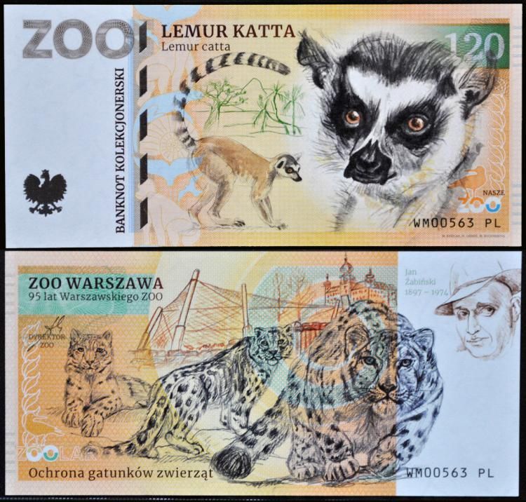 120 - Lemur katta - ZOO Warszawa (2023)
