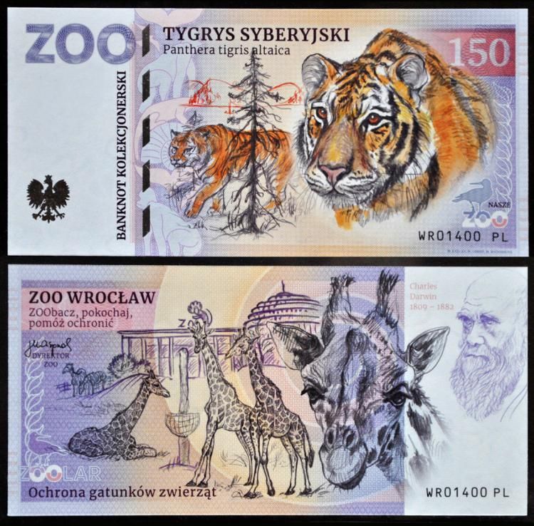 150 - Tygrys syberyjski - ZOO Wrocław (2022)