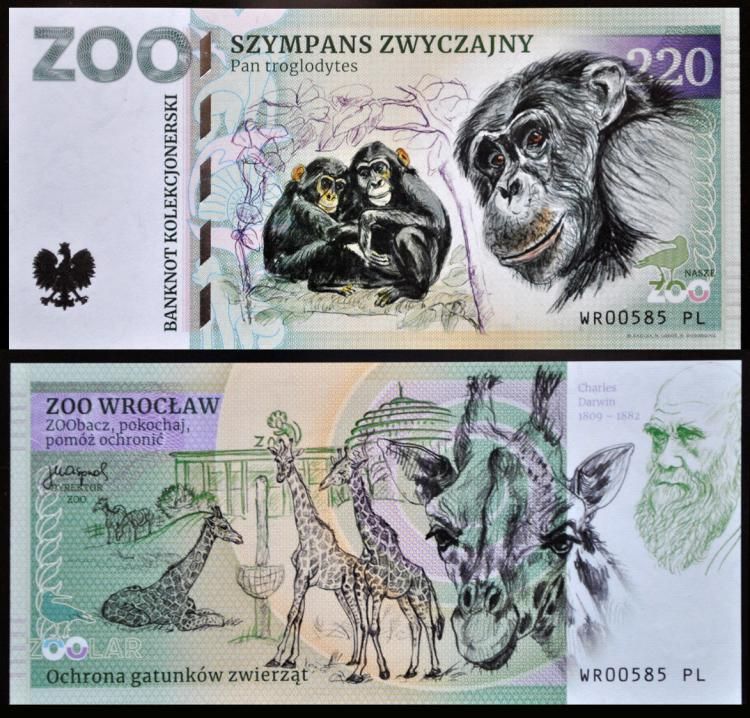 220 - Szympans zwyczajny - ZOO Wrocław (2023)