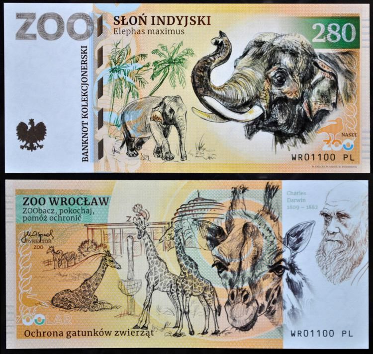 280 - Słoń indyjski - ZOO Wrocław (2023)