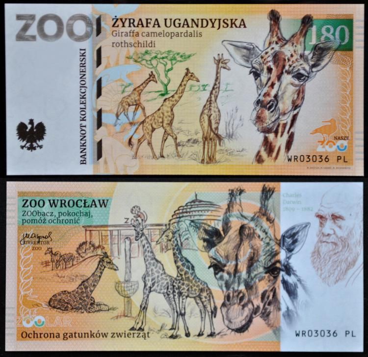 180 - Żyrafa ugandyjska - ZOO Wrocław (2022)