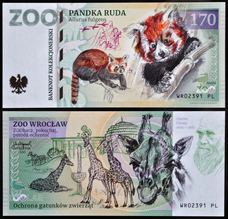 170 - Pandka ruda - ZOO Wrocław (2022)