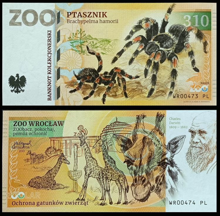 310 - Ptasznik - ZOO Wrocław (2024)
