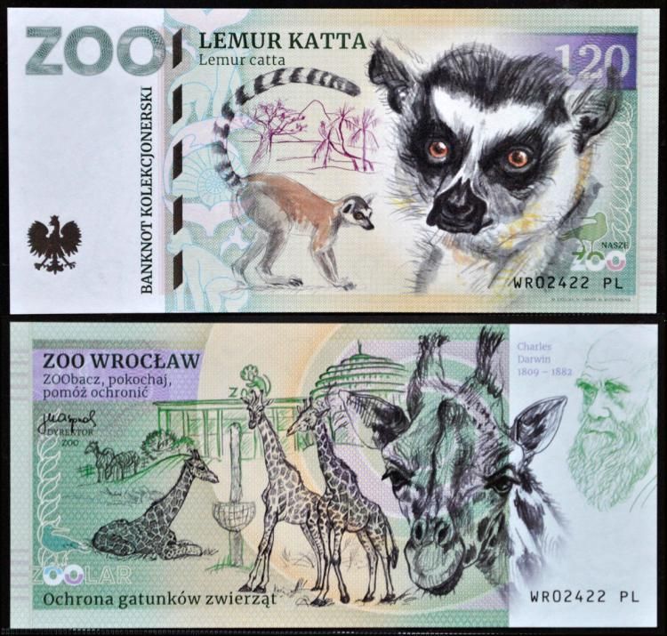 120 - Lemur katta - ZOO Wrocław (2022)
