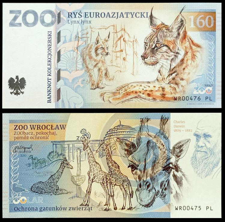 160 - Ryś euroazjatycki - ZOO Wrocław (2024)