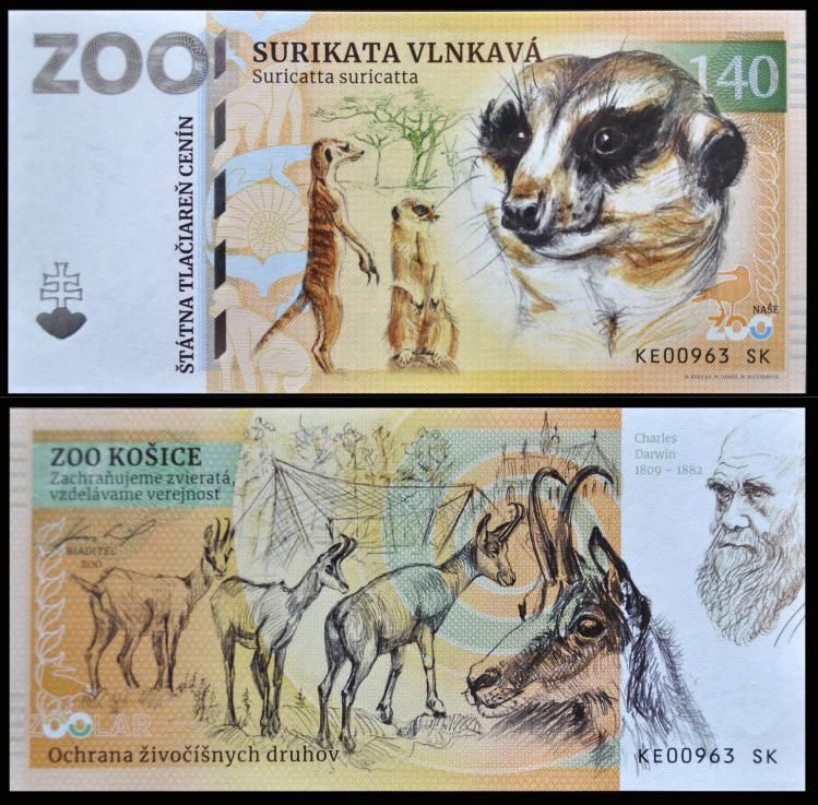 140 - Surykatka szara - ZOO Kosice (2023)