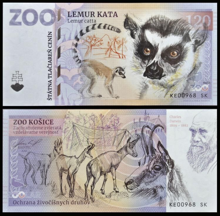 120 - Lemur katta - ZOO Kosice (2023)