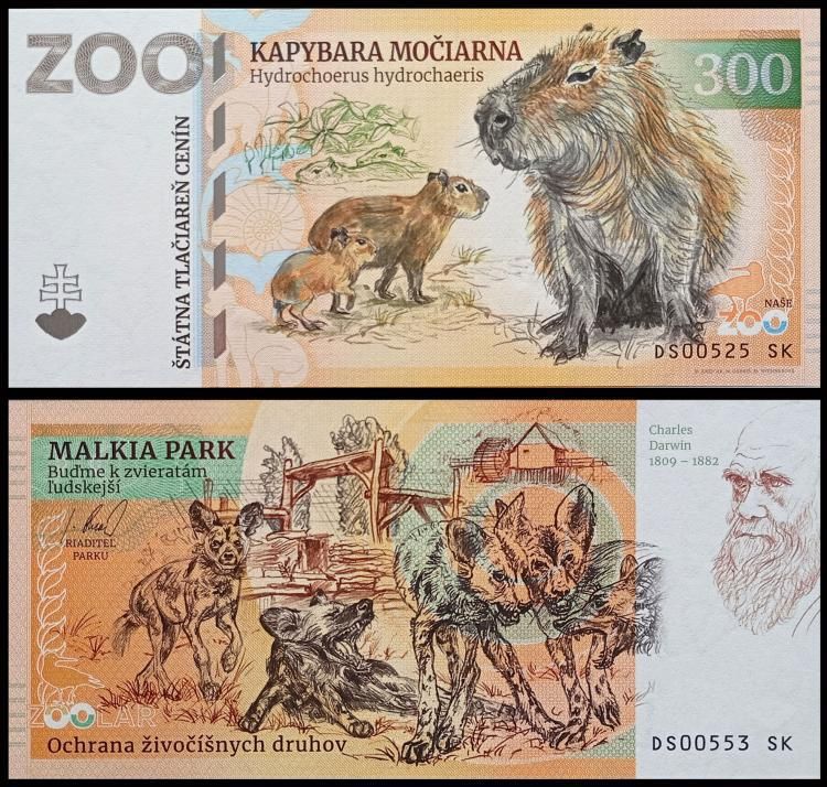 300 - Kapibara wielka - ZOO Malkia Park (2024)