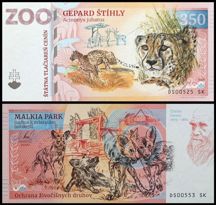 350 - Gepard grzywiasty - ZOO Malkia Park (2024)