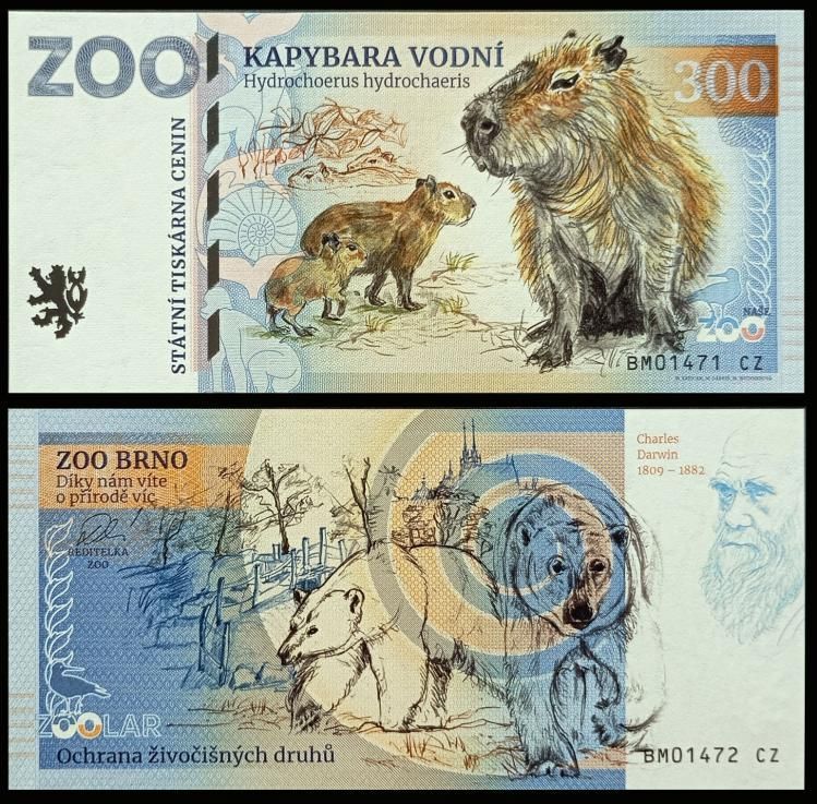 300 - Kapibara wielka - ZOO Brno (2024)