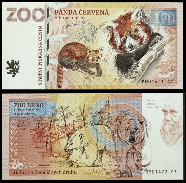 170 - Pandka ruda - ZOO Brno (2024)