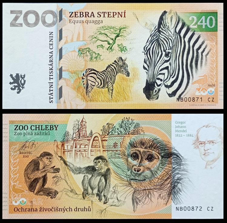 240 - Zebra stepowa - ZOO Chleby (2024)