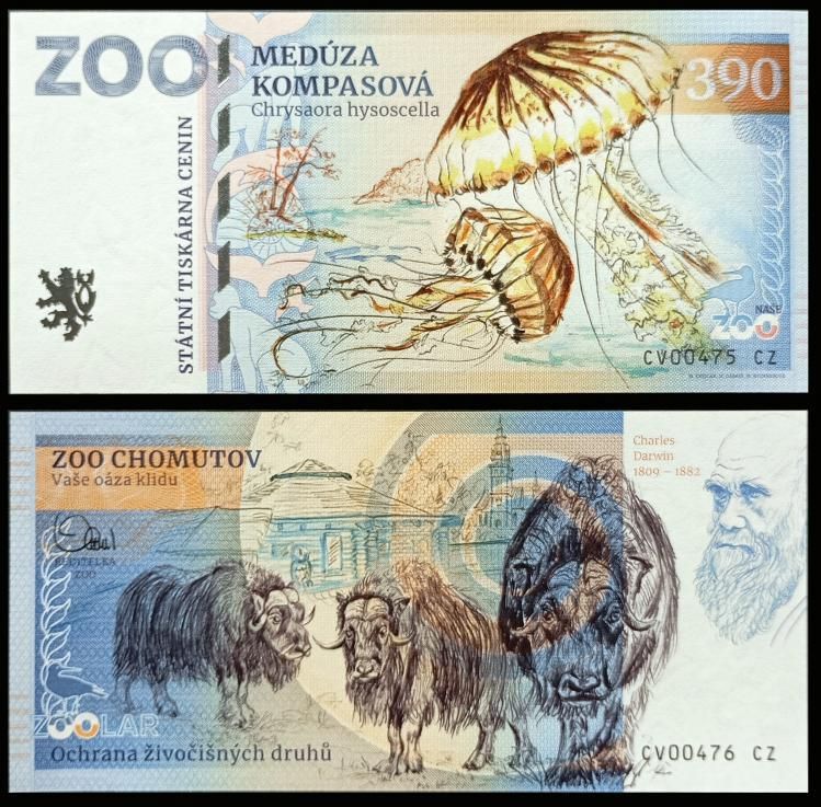390 - Meduza kompasowa - ZOO Chomutov (2024)