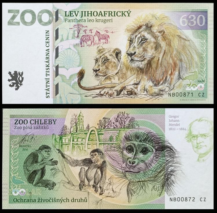 630 - Lew południowoafrykański - ZOO Chleby (2024)