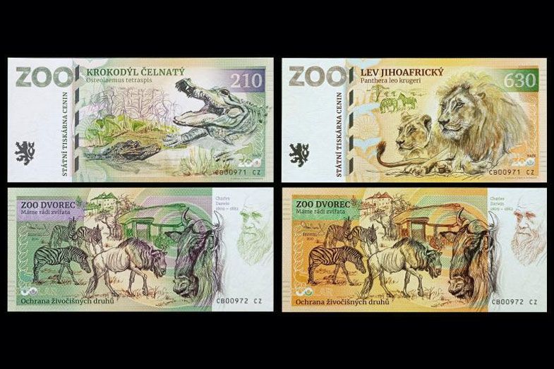 ZOO Dvorec - zestaw (2024)
