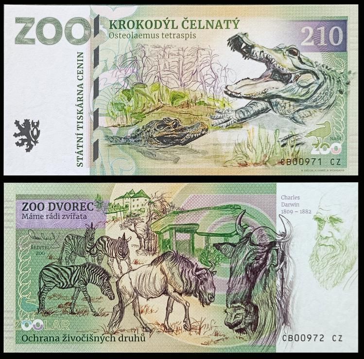 210 - Krokodyl krótkopyski - ZOO Dvorec (2024)