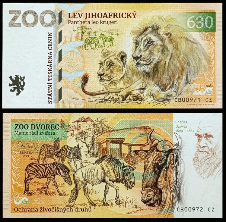 630 - Lew południowoafrykański - ZOO Dvorec (2024)