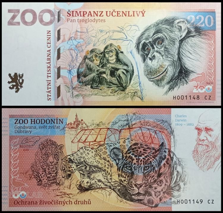 220 - Szympans zwyczajny - ZOO Hodonin (2024)