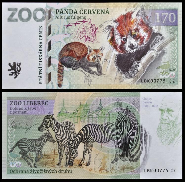 170 - Pandka ruda - ZOO Liberec (2022)