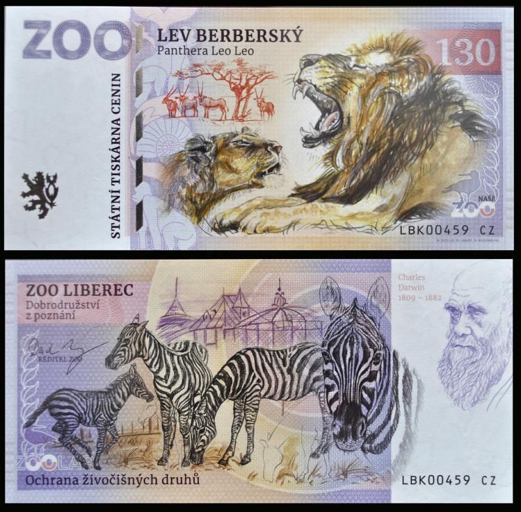 130 - Lew berberyjski - ZOO Liberec (2022)