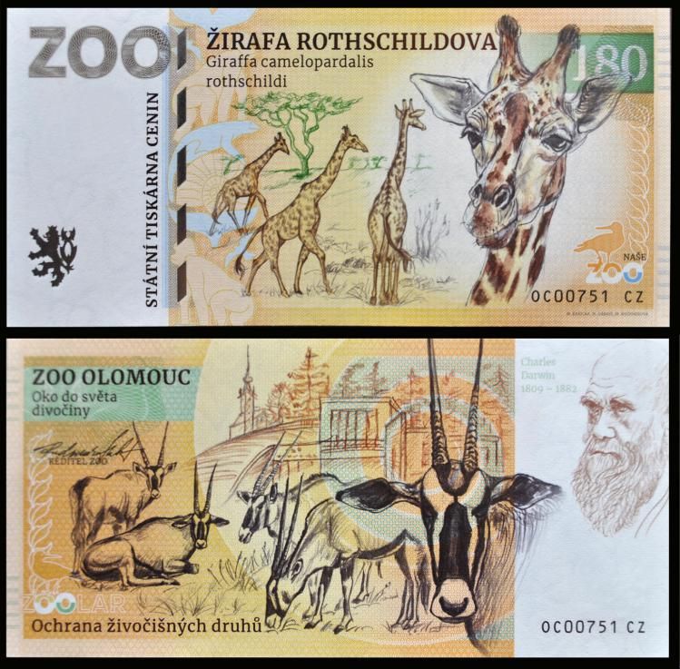 180 - Żyrafa ugandyjska - ZOO Olomouc (2022)