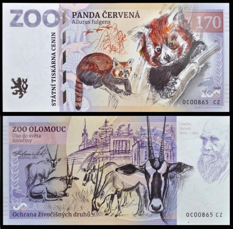170 - Pandka ruda - ZOO Olomouc (2022)