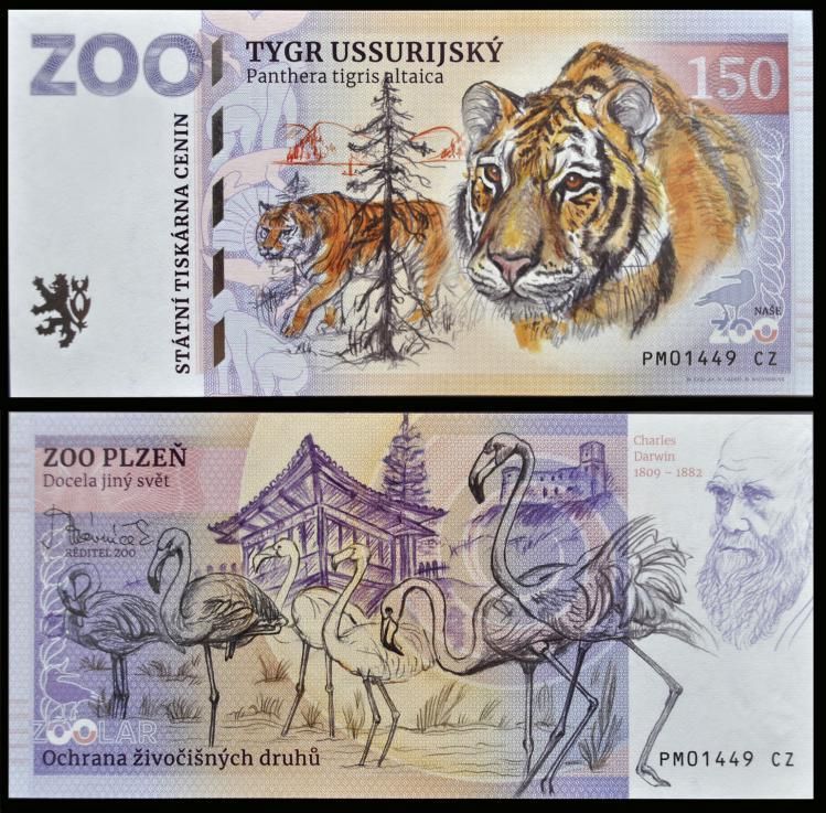 150 - Tygrys syberyjski - ZOO Plzen (2022)