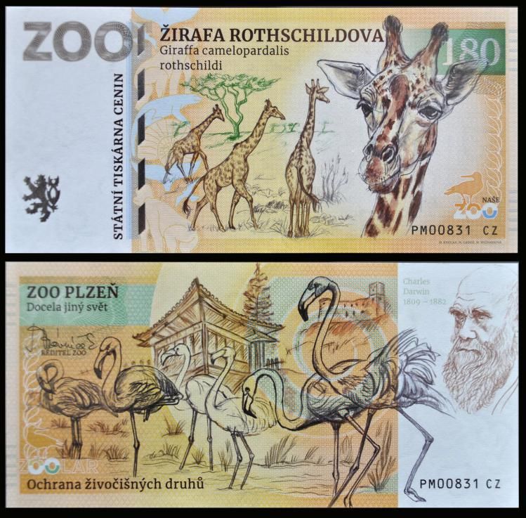180 - Żyrafa ugandyjska - ZOO Plzen (2022)
