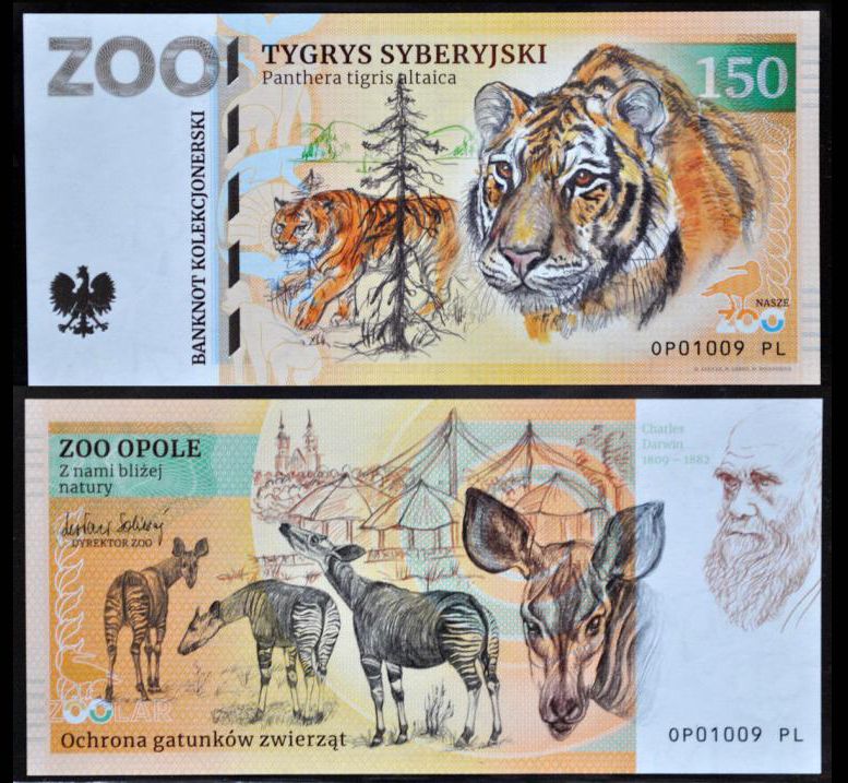 150 - Tygrys syberyjski - ZOO Opole (2022)