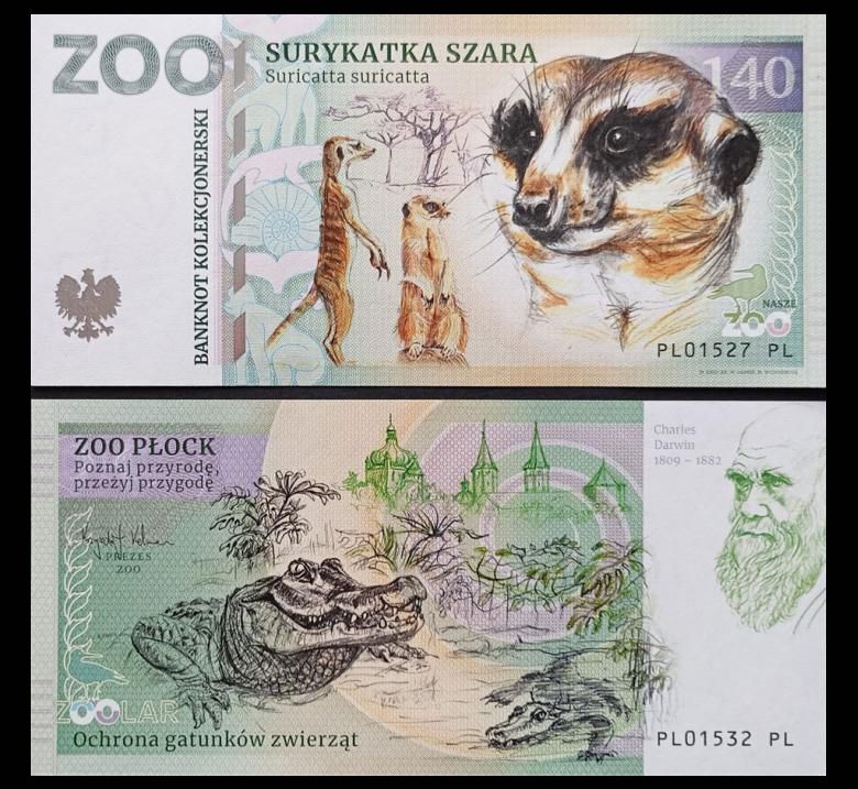 140 - Surykatka szara - ZOO Płock (2024)