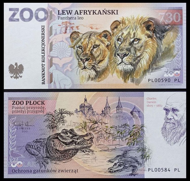 730 - Lew afrykański - ZOO Płock (2024)