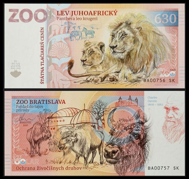 630 - Lew południowoafrykański - ZOO Bratislava (2024)