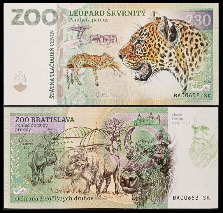 230 - Lampart plamisty - ZOO Bratislava (2024)