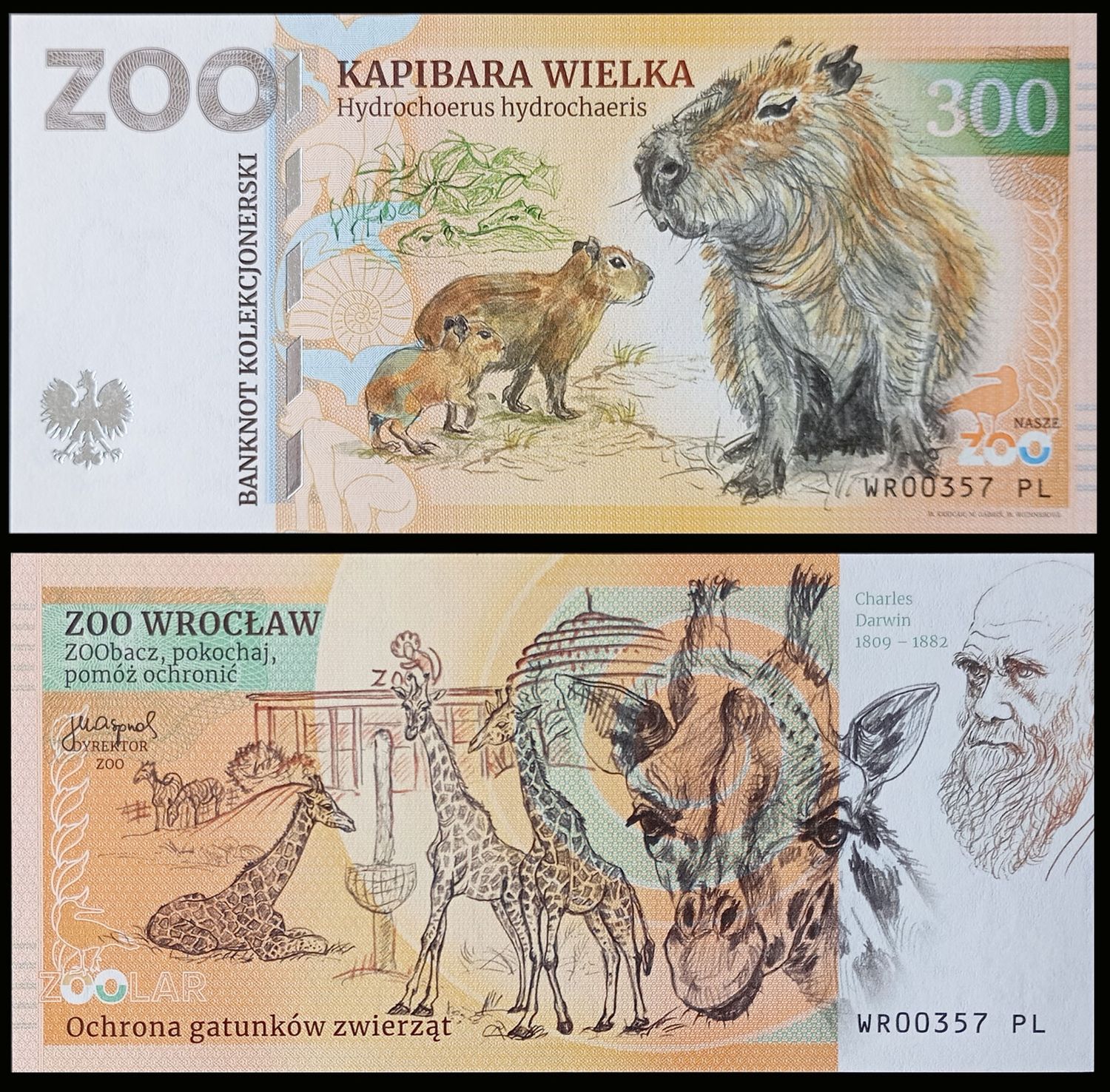 300 - Kapibara wielka - ZOO Wrocław (2024)