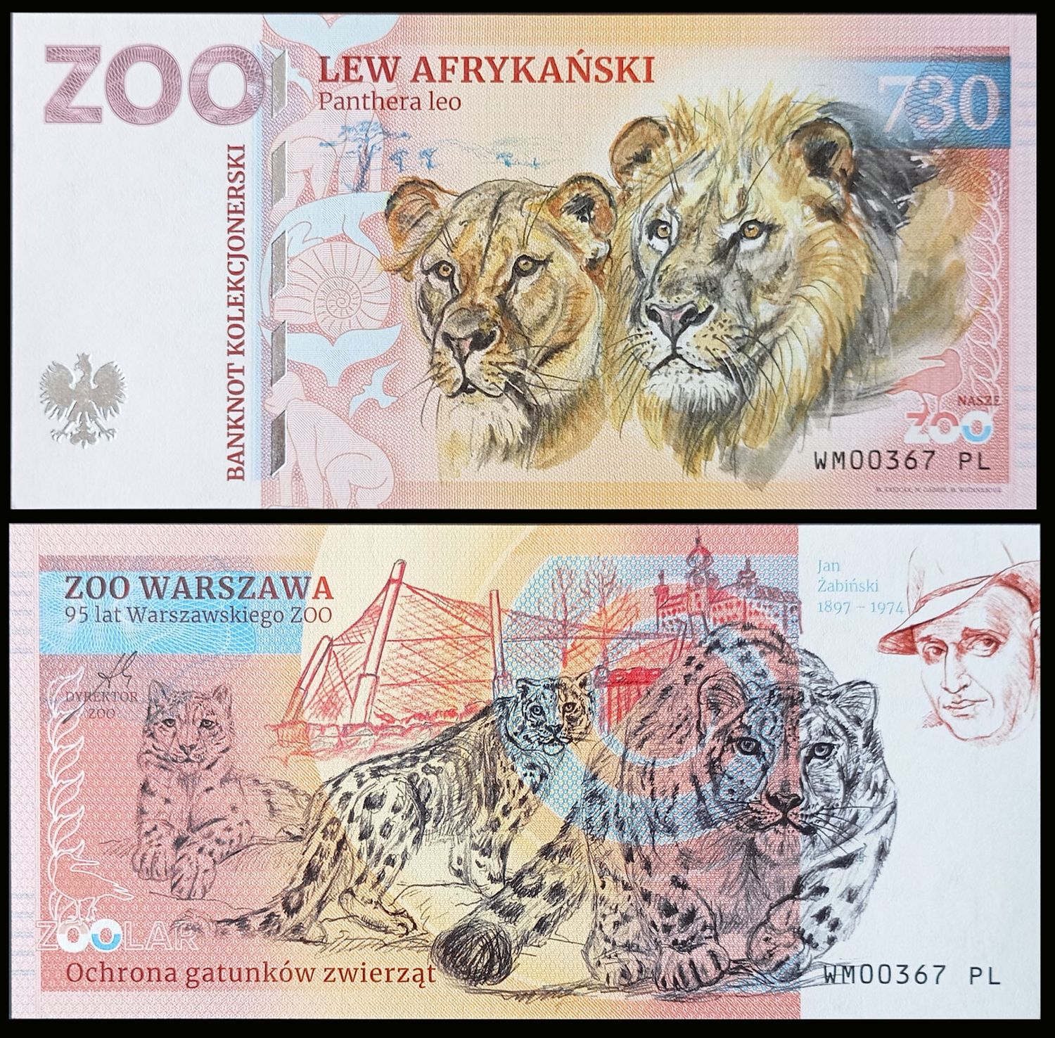 730 - Lew afrykański - ZOO Warszawa (2024)