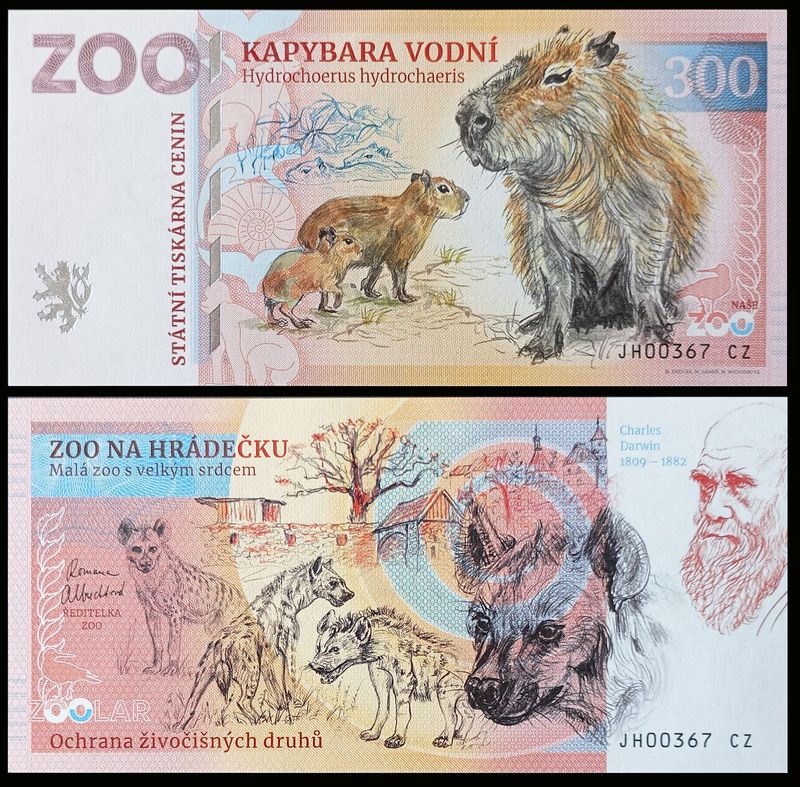 300 - Kapibara wielka - ZOO Na Hradecku (2024)