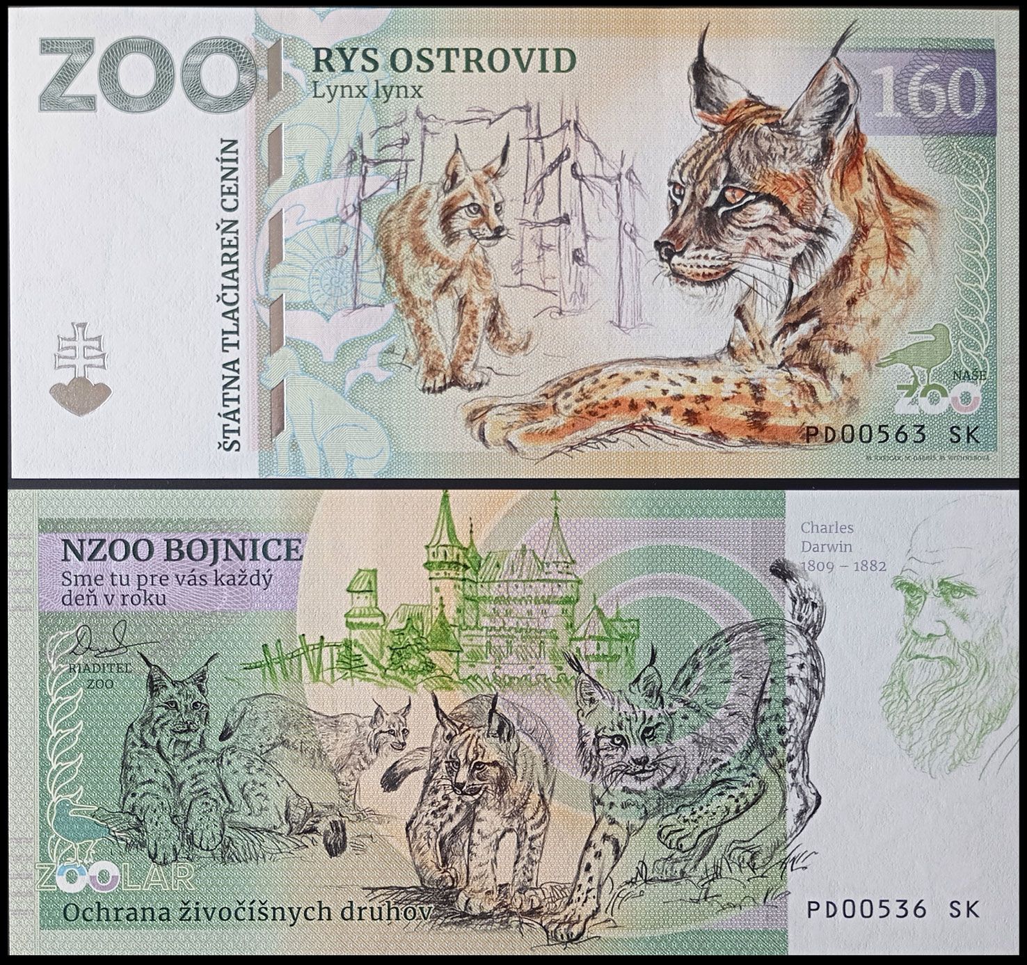 160 - Ryś euroazjatycki - ZOO Bojnice (2024)