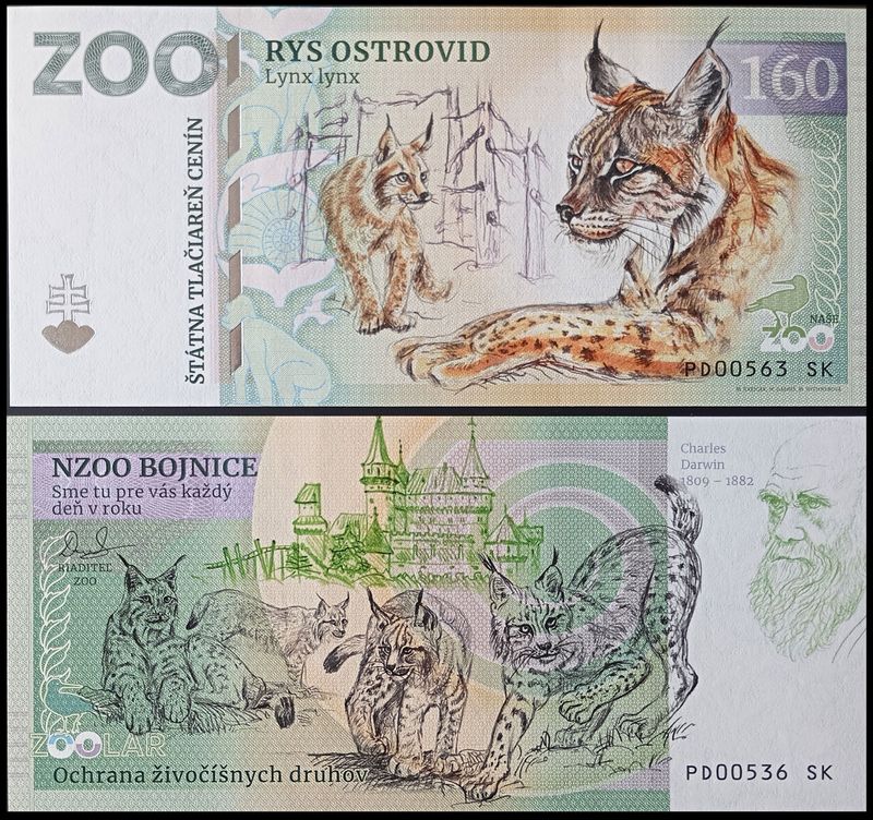 160 - Ryś euroazjatycki - ZOO Bojnice (2024)